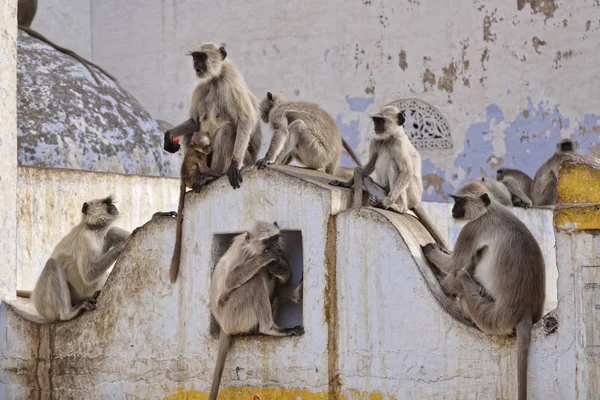 Hindistan Rajasthan Pushkar Hint Maymunlar — Stok fotoğraf