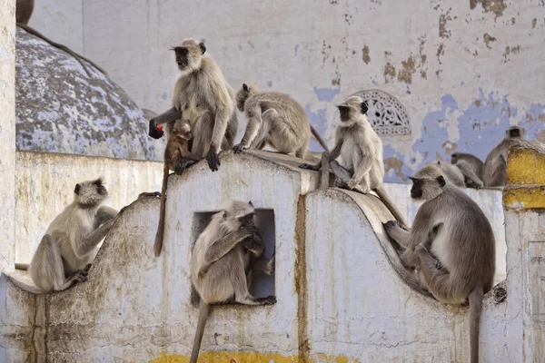 Inde Rajasthan Pouchkar Singes Indiens — Photo