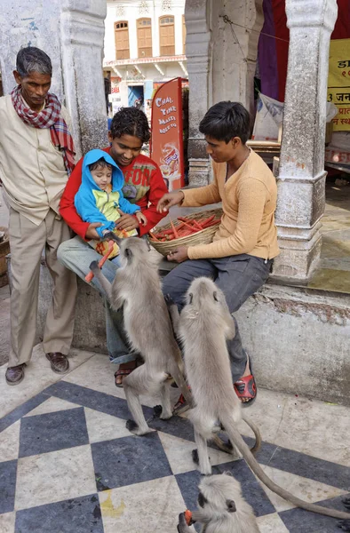 India Rajastán Pushkar Enero 2007 Indios Alimentando Monos Editorial —  Fotos de Stock