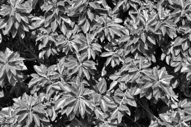 İtalya, Sicilya, Akdeniz ficus ağacında (ficus robusta) bir Bahçe