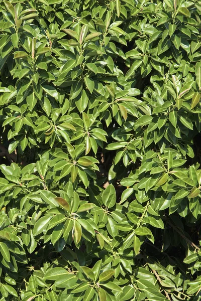 Italien Sicilien Medelhavet Ficus Träd Ficus Robusta Trädgård — Stockfoto