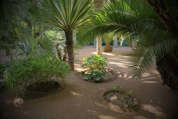Morocco Marrakech Ornamental Plants Majorelle Gardens — Stock Photo, Image