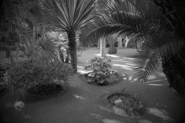 Morocco Marrakech Plantas Ornamentais Nos Jardins Majorelle — Fotografia de Stock