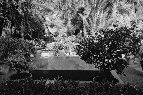 MOROCCO, MARRAKECH, ornamental plants in the Majorelle Gardens