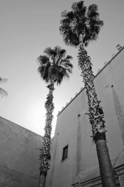 Morocco Marrakech Tombes Saadiennes Palace Palm Trees Walls Palace — Stock Photo, Image