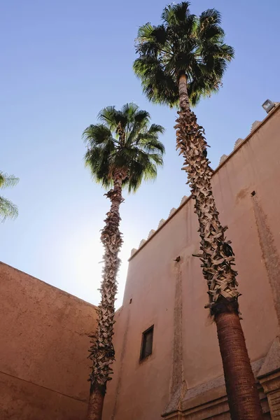 Morocco, Marrakech, Tombes Saadiennes Palace, palm trees and the walls of the Palace