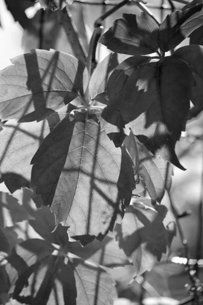 Itália Sicília Campo Outono Folhas Secas Jardim — Fotografia de Stock