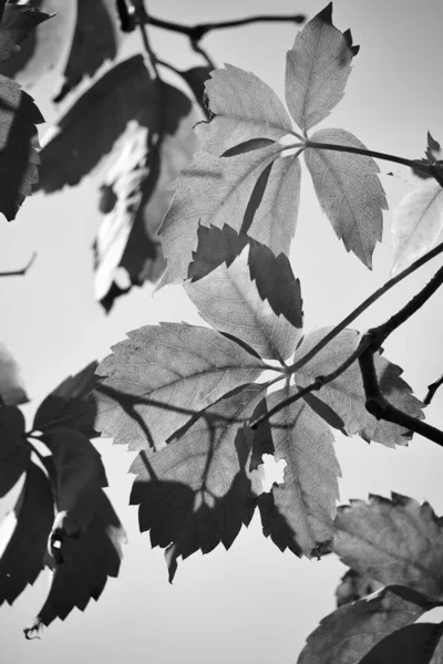 Italy Sicily Countryside Autumn Dry Leaves Garden — Stock Photo, Image