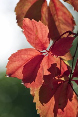 İtalya, Sicilya, kırsal, sonbahar, bahçede kuru yapraklar.