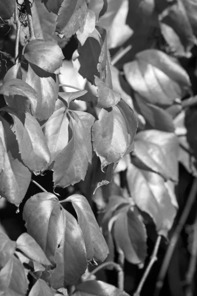 Italia Sicilia Campo Otoño Hojas Secas Jardín — Foto de Stock