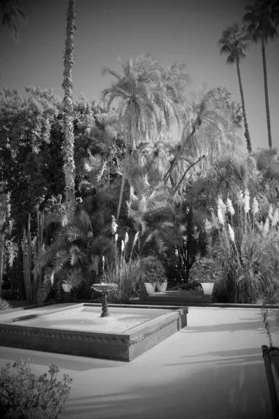 Morocco Marrakech Plantas Ornamentais Nos Jardins Majorelle — Fotografia de Stock