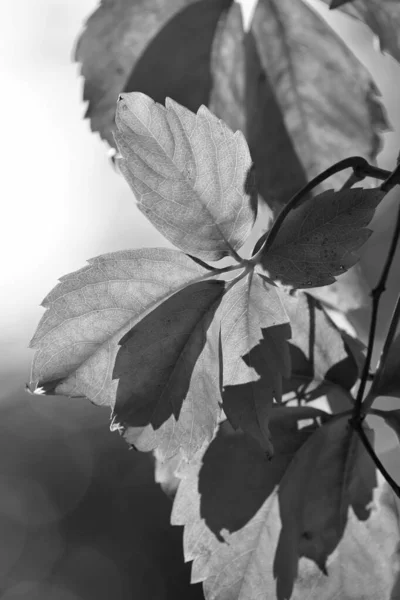 Italy Sicily Countryside Autumn Dry Leaves Garden — Stock Photo, Image