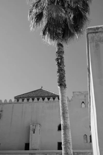 Morocco, Marrakech, Tombes Saadiennes Palace, palm tree and the walls of the Palace