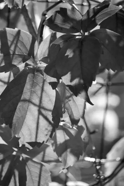 Italia Sicilia Campo Otoño Hojas Secas Jardín —  Fotos de Stock