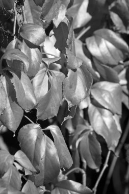 İtalya, Sicilya, kırsal, sonbahar, bahçede kuru yapraklar.