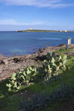 İtalya, Sicilya, Akdeniz, Portopalo di Capo Passero, kayalık kıyı şeridi ve Capo Passero Adası 'nda dikenli armutlar. 