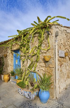 İtalya, Sicilya, Marzamemi (Siracusa Eyaleti), eski ton balığı fabrikası binaları, bir evin taş duvarında sulu bitkiler.