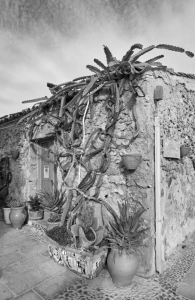 意大利 西西里 马尔扎梅米 锡拉库扎省 古老的金枪鱼捕鱼业厂房 房子石墙上的肉质植物 — 图库照片