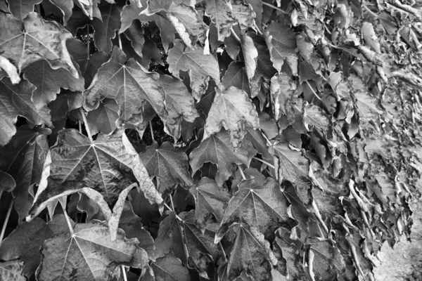 Italie Sicile Campagne Automne Feuilles Raisin Renard Taché Scaphoideus Titanus — Photo