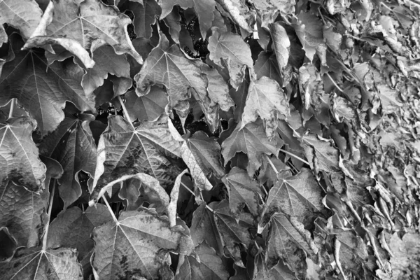 Italie Sicile Campagne Automne Feuilles Raisin Renard Taché Scaphoideus Titanus — Photo