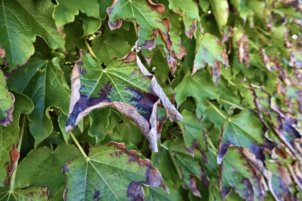 Itália Sicília Campo Outono Folhas Uva Raposa Manchadas Scaphoideus Titanus — Fotografia de Stock