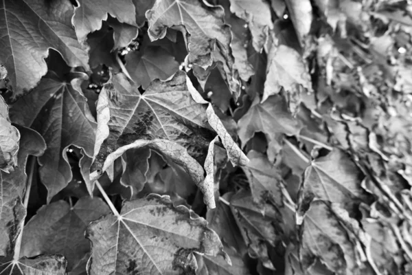 Italia Sicilia Campagna Autunno Foglie Uva Volpe Macchiata Scaphoideus Titanus — Foto Stock