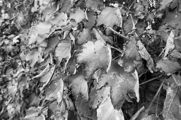 Italia Sicilia Campagna Autunno Foglie Uva Volpe Macchiata Scaphoideus Titanus — Foto Stock