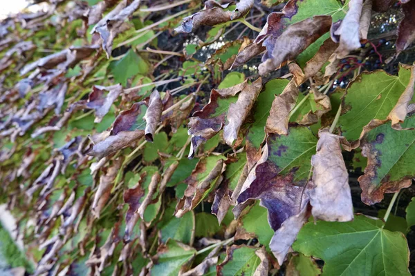 Italie Sicile Campagne Automne Feuilles Raisin Renard Taché Scaphoideus Titanus — Photo