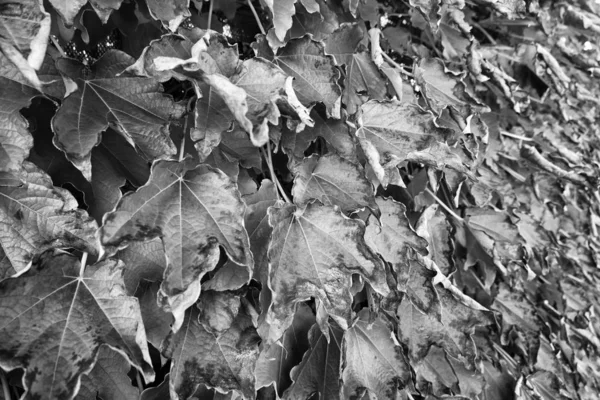 Italia Sicilia Campagna Autunno Foglie Uva Volpe Macchiata Scaphoideus Titanus — Foto Stock