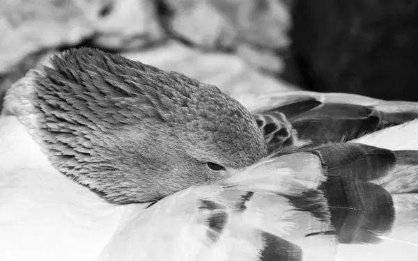 Italy Sicily Wild Duck Park Anas Platyrhynchos — Stock Photo, Image