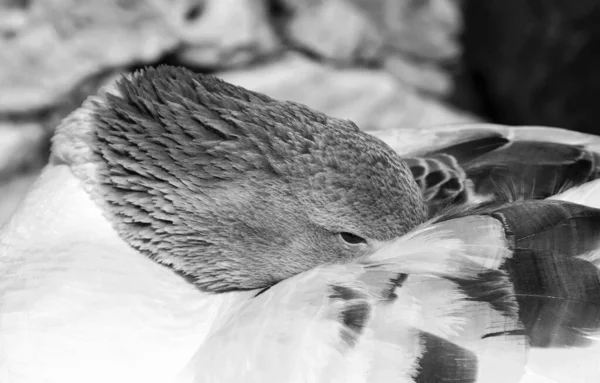 Italy Sicily Wild Duck Park Anas Platyrhynchos — Stock Photo, Image