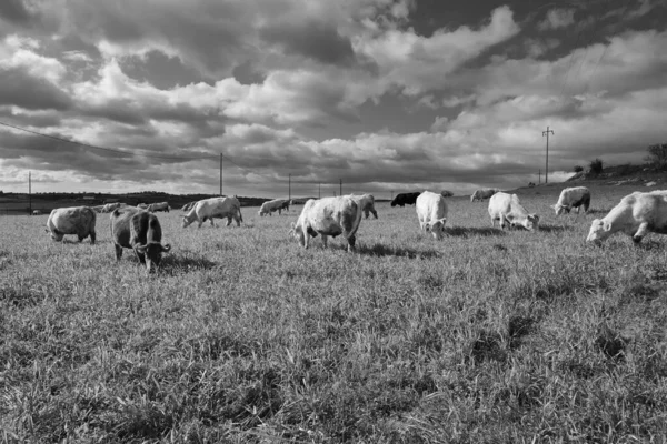 意大利 西西里 拉古萨省 乡村奶牛 — 图库照片