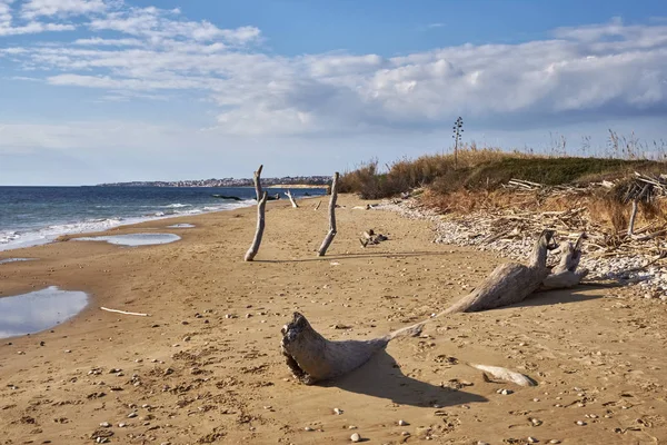 Italie Sicile Province Raguse Côte Sud Est Mer Méditerranée Troncs — Photo