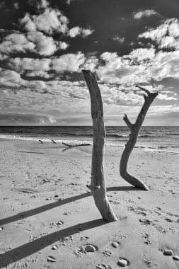 Italy, Sicily, Ragusa Province, Southeastern coast, Mediterranean Sea, boles carried on the beach by the sea waves clipart