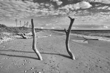 İtalya, Sicilya, ragusa eyaletinde, güneydoğu kıyısında, Akdeniz, boles ve köpekler sahilde dalgalar deniz tarafından taşınan