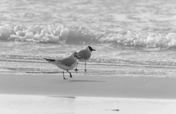 Italy Sicily Donnalucata Ragusa Province Seagulls Beach — Stock Photo, Image