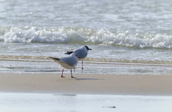 Italy Sicily Donnalucata Ragusa Province Seagulls Beach — Stock Photo, Image