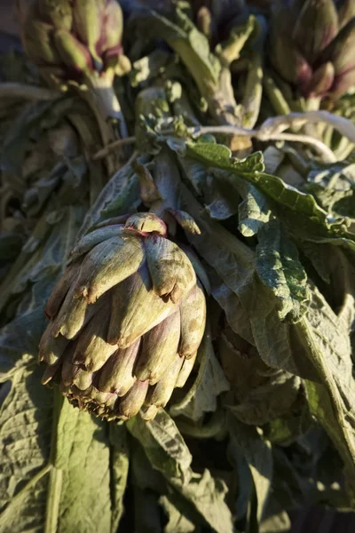 Italie Sicile Raguse Province Campagne Agriculture Artichauts — Photo