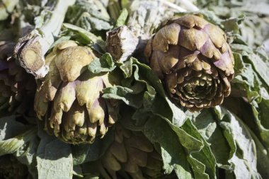 İtalya, Sicilya, Ragusa eyaleti, kırsal kesim, tarım ve Sicilya enginarları yerel bir pazarda satılıyor