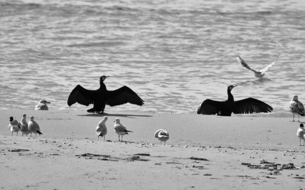 Italië Sicilië Donnalucata Provincie Ragusa Meeuwen Aalscholvers Het Strand — Stockfoto