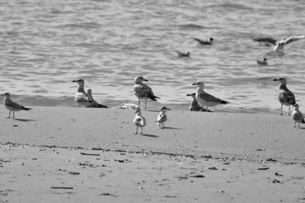 Italie Sicile Donnalucata Province Raguse Mouettes Sur Plage — Photo