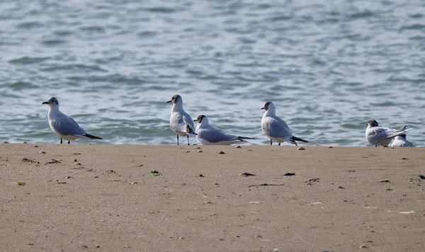 Italia Sicilia Donnalucata Provincia Ragusa Gaviotas Playa —  Fotos de Stock