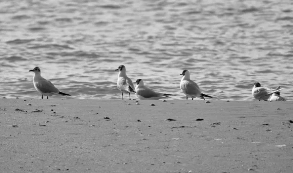 Italia Sicilia Donnalucata Provincia Ragusa Gaviotas Playa — Foto de Stock