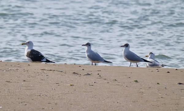 Italien Sizilien Donnalucata Provinz Ragusa Möwen Strand — Stockfoto