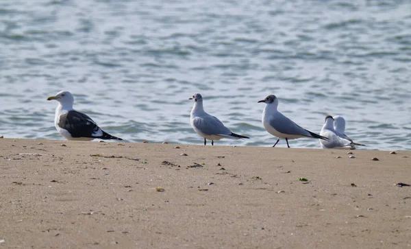 Italien Sizilien Donnalucata Provinz Ragusa Möwen Strand — Stockfoto