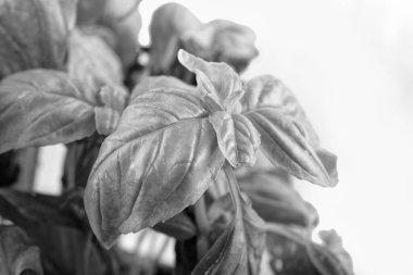 Fesleğen bitkisinin stüdyosu