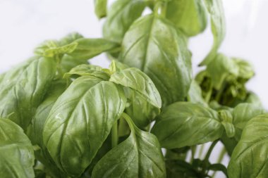 Fesleğen bitkisinin stüdyosu