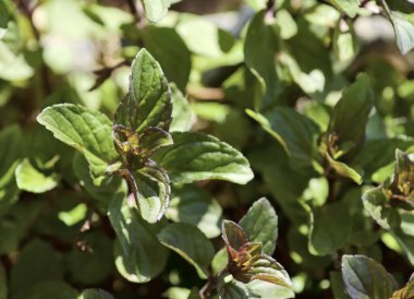 Gıda: Bahçedeki nane bitkisi
