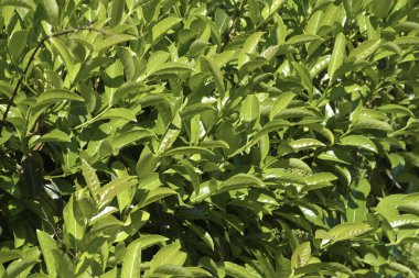 Bahçedeki kiraz defne bitkileri (Prunus laurocerasus)