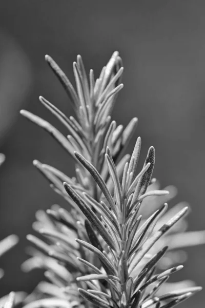 Food Rosemary Plant Garden — Stock Photo, Image